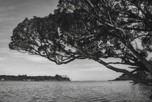 Lade das Bild in den Galerie-Viewer, Papatowai Coastal