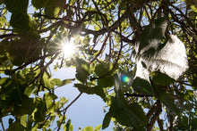 Lade das Bild in den Galerie-Viewer, Morning sun