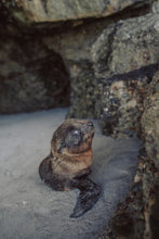 Lade das Bild in den Galerie-Viewer, Baby seal