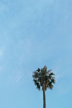Lade das Bild in den Galerie-Viewer, Palm tree