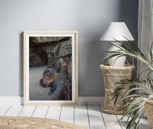 Lade das Bild in den Galerie-Viewer, Baby seal