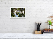 Lade das Bild in den Galerie-Viewer, 4853477-1120279